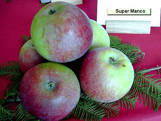 Pomme Super Manco