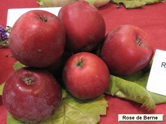 Pomme Rose de Berne