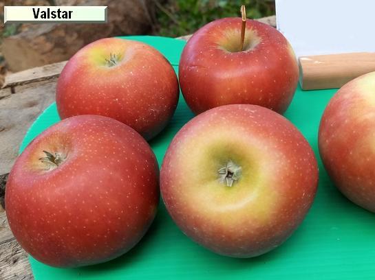 Pomme_vz Valstar c.o.v.