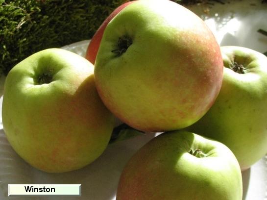 Pomme_vz Winston Pomme_vz Winston