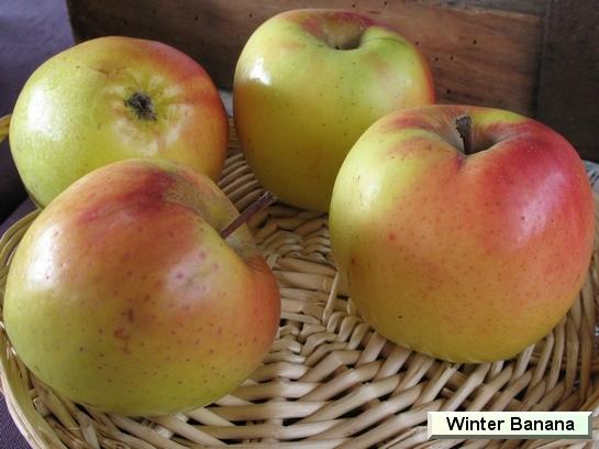 Pomme_vz Winter Banana Pomme_vz Winter Banana