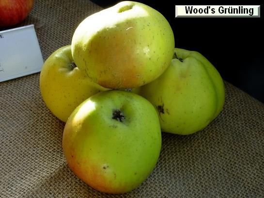 Pomme_vz Wood's Grünling Pomme_vz Wood's Grünling