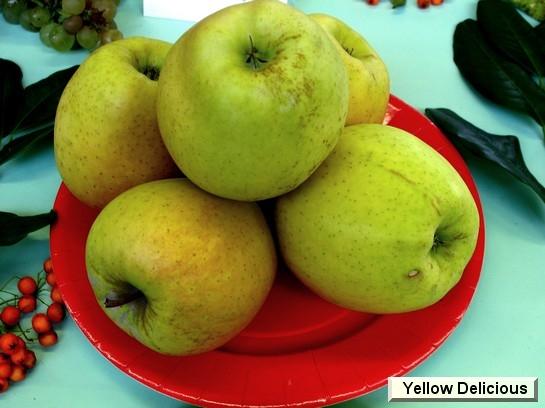 Pomme_vz Yellow Delicious Pomme_vz Yellow Delicious