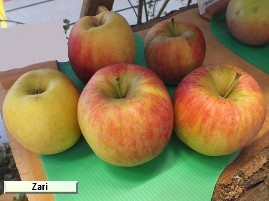 Pomme_vz Zari®