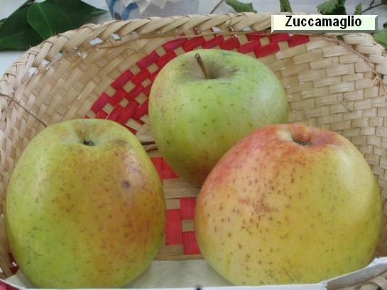 Pomme_vz Zuccamaglio