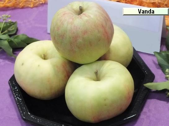Pomme_vz Vanda