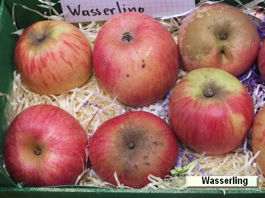 Pomme_vz Wasserling