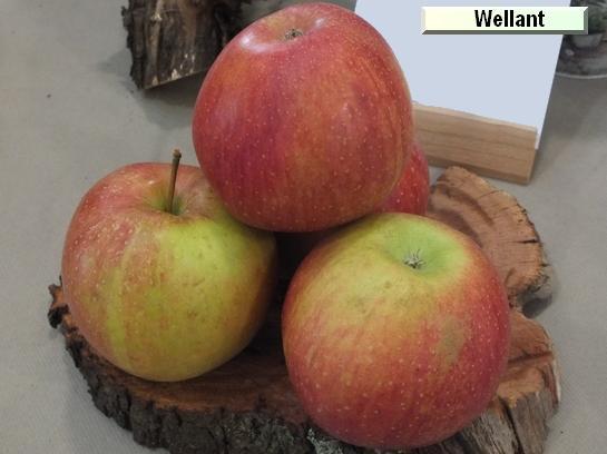 Pomme_vz Wellant® c.o.v.
