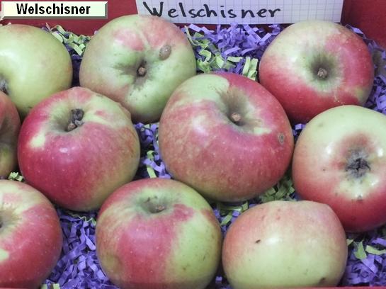 Pomme_vz Welschisner Pomme_vz Welschisner