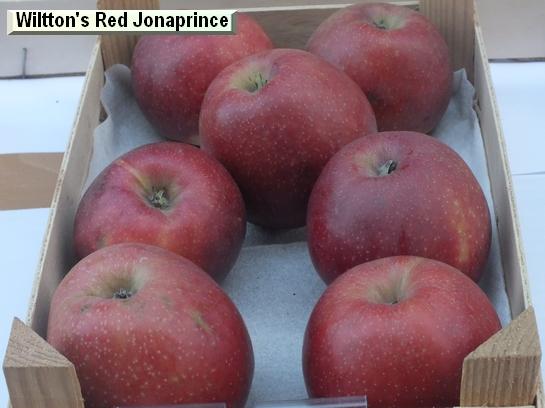 Pomme_vz Wilton's Red Jonaprince Pomme_vz Wilton's Red Jonaprince