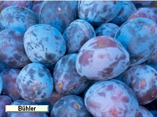Prunier Bühler