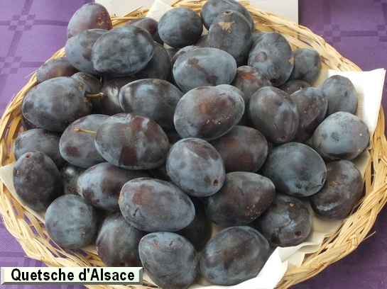 Prunier Quetsche d'Alsace