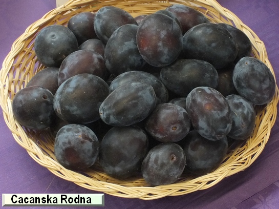 Prunier Cacanska Rodna Prunier Cacanska Rodna