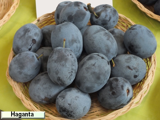 Prunier Haganta