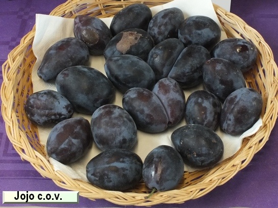 Prunier Jojo c.o.v. Prunier Jojo c.o.v.