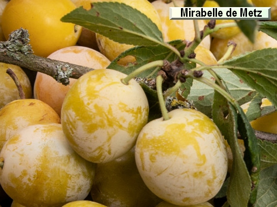 Prunier Mirabelle de Metz