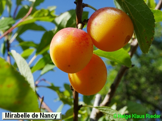 Prunier Mirabelle de Nancy