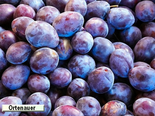 Prunier Ortenauer