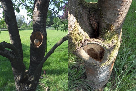 Trous dans un arbre image 02